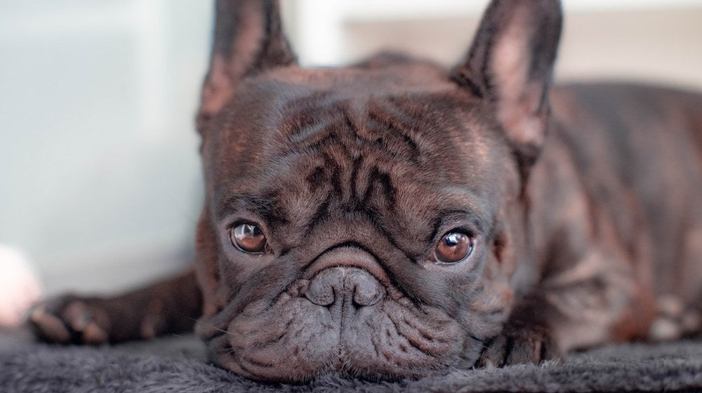 Sad French bulldog resting with anxious eyes